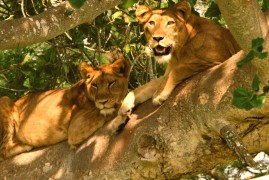 Safari in Uganda