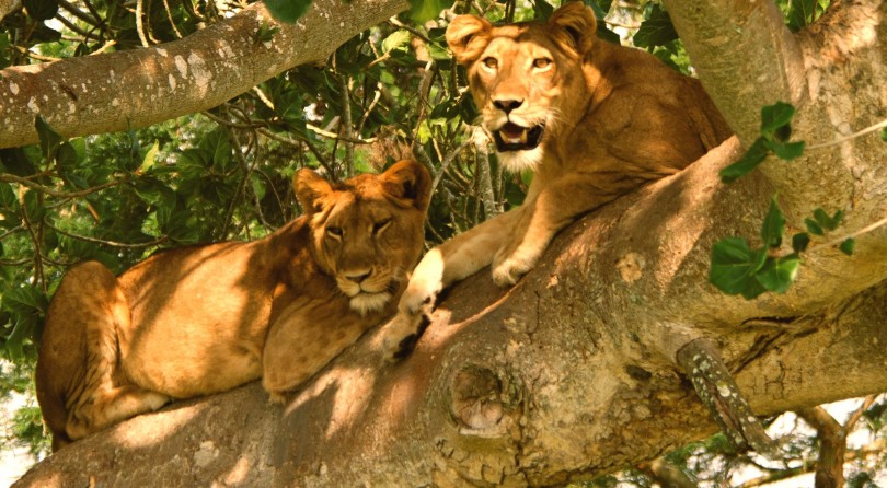 Safari in Uganda
